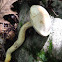 Tylopilus intermedius