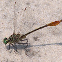 Southeastern Spinyleg