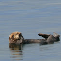 Sea Otter