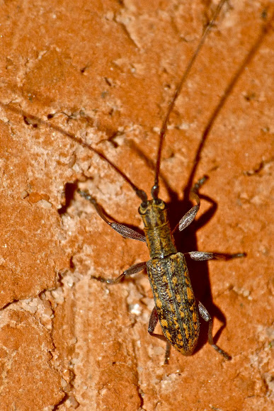 Spotting Image 1