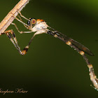 Robber Fly