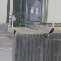 Great-Tailed Grackle, Common Grackle