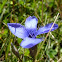 Fringed Gentian