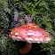 Sharp-scaly Pholiota