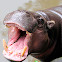 Pygmy Hippopotamus