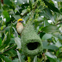 Baya Weaver