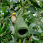 Baya Weaver