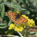 Arachne Checkerspot