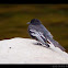 Black Phoebe / Mosquero negro