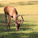 Impala