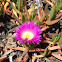 Ice plant