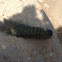 Indian Peafowl