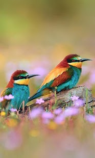 How to download Birds Live Wallpaper lastet apk for pc