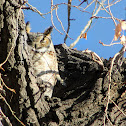Great Horned Owl