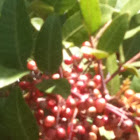 Berries