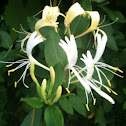 Honeysuckle