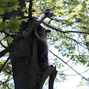Raccoon