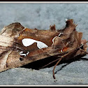 Bilobed Looper Moth