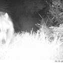 Raccoon