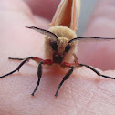 Moth