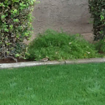 Birds Of Arizona