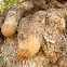 garrofera (algarrobo)