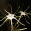 spider flower