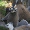 Ring Tailed Lemur