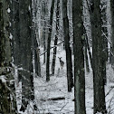 White-Tailed Deer
