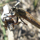 mosca asesina