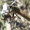 mosca asesina