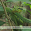 Green pit viper