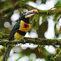 Pale-mandibled Aracari