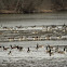 canadian geese