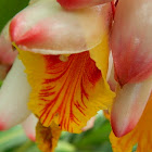 Light galangal, Pink porcelain lily, Shell flower, Shell ginger, Variegated ginger, Butterfly ginger