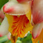 Light galangal, Pink porcelain lily, Shell flower, Shell ginger, Variegated ginger, Butterfly ginger