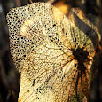 Beauty of Decay