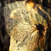 Beauty of Decay
