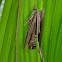 bagworm/casemoth larva