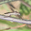 Soybean Pod Bug
