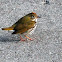 Ovenbird