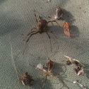 Brown widow