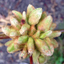 Grape Filbert Gall