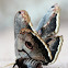 Saturnia pyri