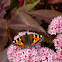 Small Tortoiseshell butterfly