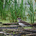 Killdeer