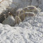 Ghost Crab