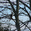 northern goshawk