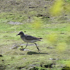 Grey plover