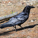 Common Raven